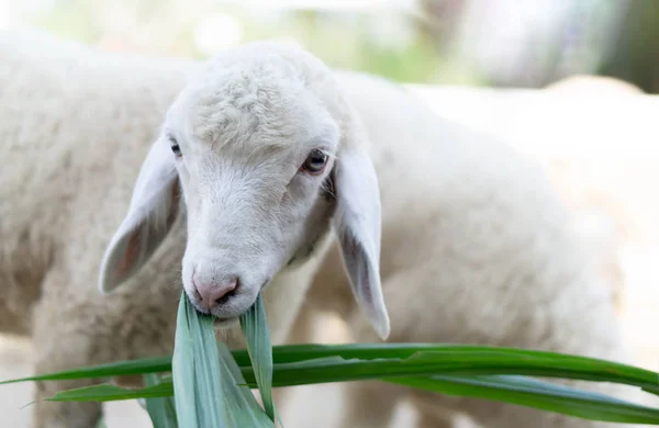 Closeup bílý jehněčí jíst trávu na farmě, selektivní zaměření — Stock fotografie