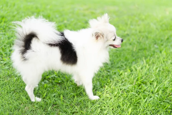 Nahaufnahme Welpe pommerschen Spielen auf grünem Gras Natur Hintergrund, Hund gesundes Konzept, selektiver Fokus — Stockfoto