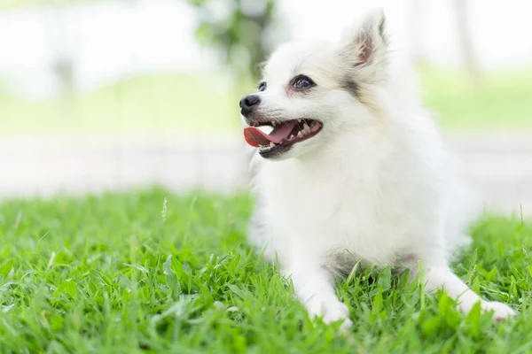 Primer plano cachorro pomeranian jugar en verde hierba naturaleza fondo, perro sano concepto, enfoque selectivo —  Fotos de Stock