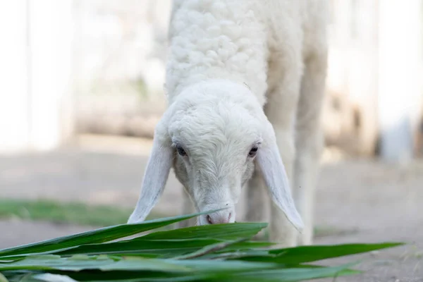 Крупный план белый ягненок едят траву на ферме, избирательный фокус — стоковое фото