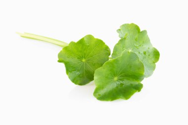 Closeup leaf of Gotu kola, Asiatic pennywort, Indian pennywort on white background, herb and medical concept, selective focus clipart