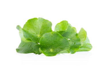 Gotu kola 'nın yakın çekim yaprağı, Asya pennywort' u, beyaz arka planda Hint pennywort 'u, bitki ve tıbbi konsept, seçici odak