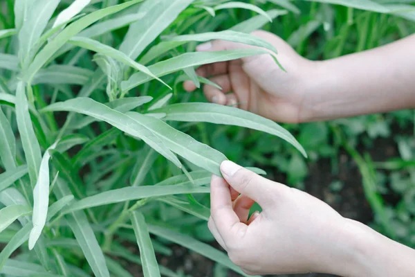 Mano Cerca Sosteniendo Las Espinacas Agua Jardín — Foto de Stock