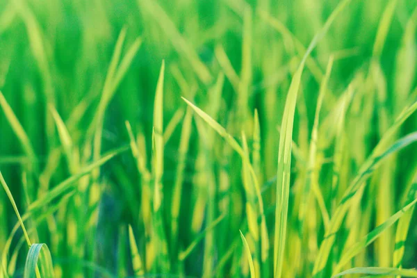 Зеленое Рисовое Поле Сезон Дождей — стоковое фото