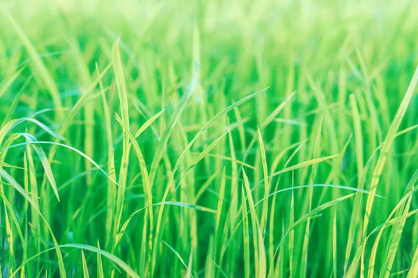 Campo Arroz Verde Temporada Lluvias — Foto de Stock