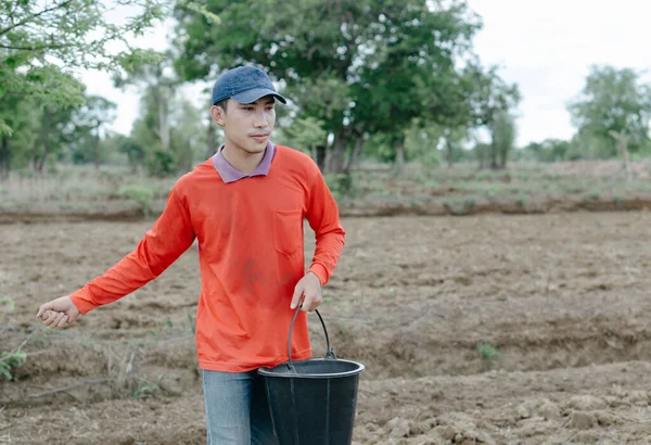 Primer Plano Agricultor Mano Sosteniendo Semillas Arroz Para Siembra Campo — Foto de Stock