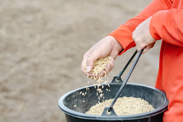 Closeup Farmer Hand Holding Rice Seeds Sowing Field Royalty Free Stock Images