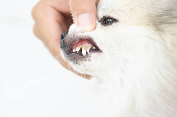 Nahaufnahme Der Zähne Des Hundes Mit Zahnstein Gesundheitskonzept Für Haustiere — Stockfoto