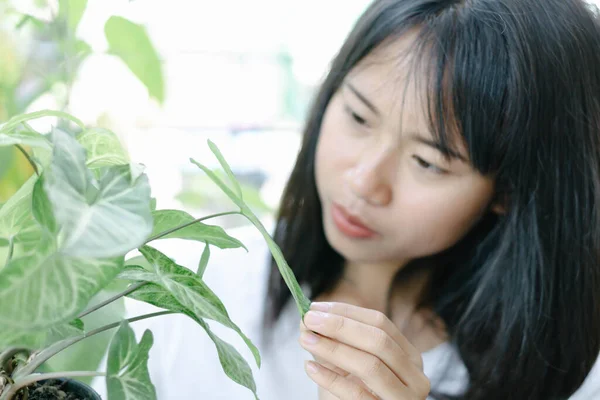 Mulher Asiática Admirando Planta Videira Ponta Seta Verde Fresca Syngonium — Fotografia de Stock