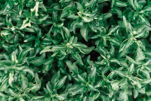 Green leaves background, Beautiful leaf pattern texture, Nature background