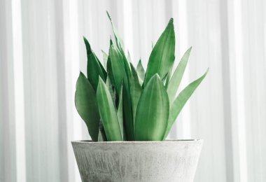  Closeup Decorative sansevieria plant in pot clipart