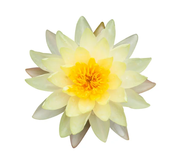 Closeup Yellow Lotus Flower Plant Isolated White Background — Stock Photo, Image