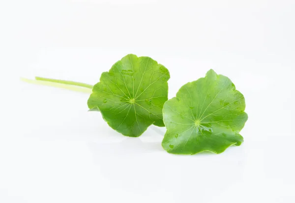 Szoros Levél Gotu Kola Ázsiai Pennywort Indiai Pennywort Fehér Alapon — Stock Fotó