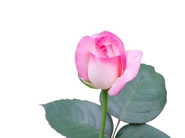 Hermosa Flor Rosa Rosa Dulce Brote Aislado Sobre Fondo Blanco —  Fotos de Stock