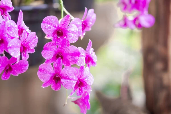 Крупним Планом Фіолетова Квітка Орхідеї Саду Вибірковий Фокус — стокове фото