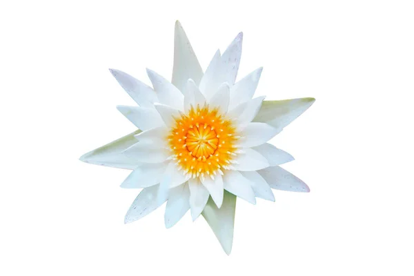 Closeup White Lotus Flower Plant Isolated White Background — Stock Photo, Image