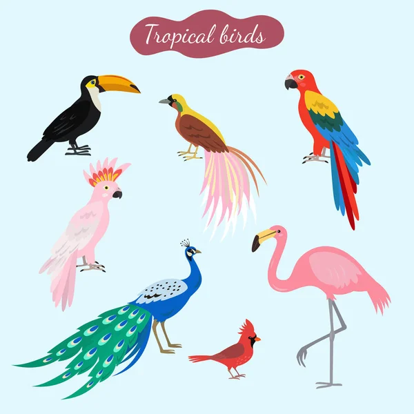 Conjunto Aves Tropicales Sobre Fondo Azul Ilustración Vectorial — Vector de stock