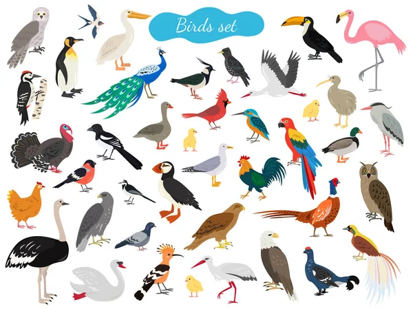Set Birds White Background Vector Illustration — Stock Vector