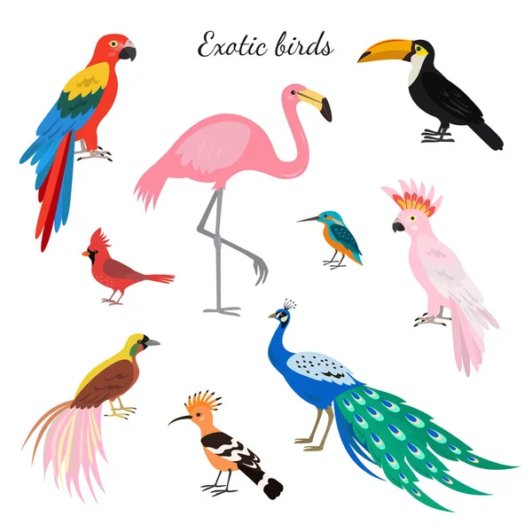 Ensemble Oiseaux Exotiques Sur Fond Blanc Illustration Vectorielle — Image vectorielle