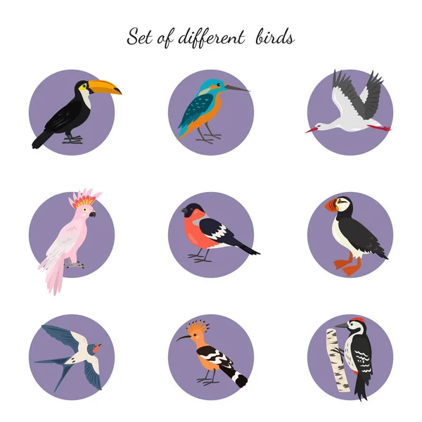 Σύνολο Των Πτηνών Άσπρο Φόντο Εικονογράφηση Διάνυσμα — Διανυσματικό Αρχείο