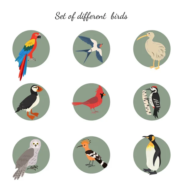 Uppsättning Fåglar Vit Bakgrund Vektorillustration — Stock vektor