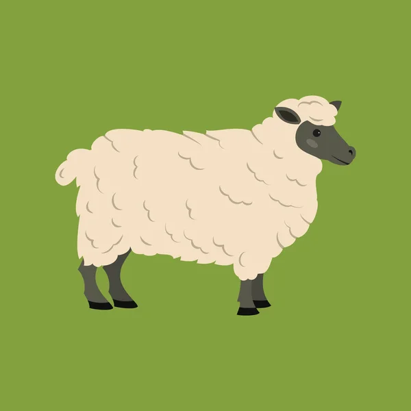 Niedliche Schafe Auf Grünem Hintergrund Vektorillustration — Stockvektor