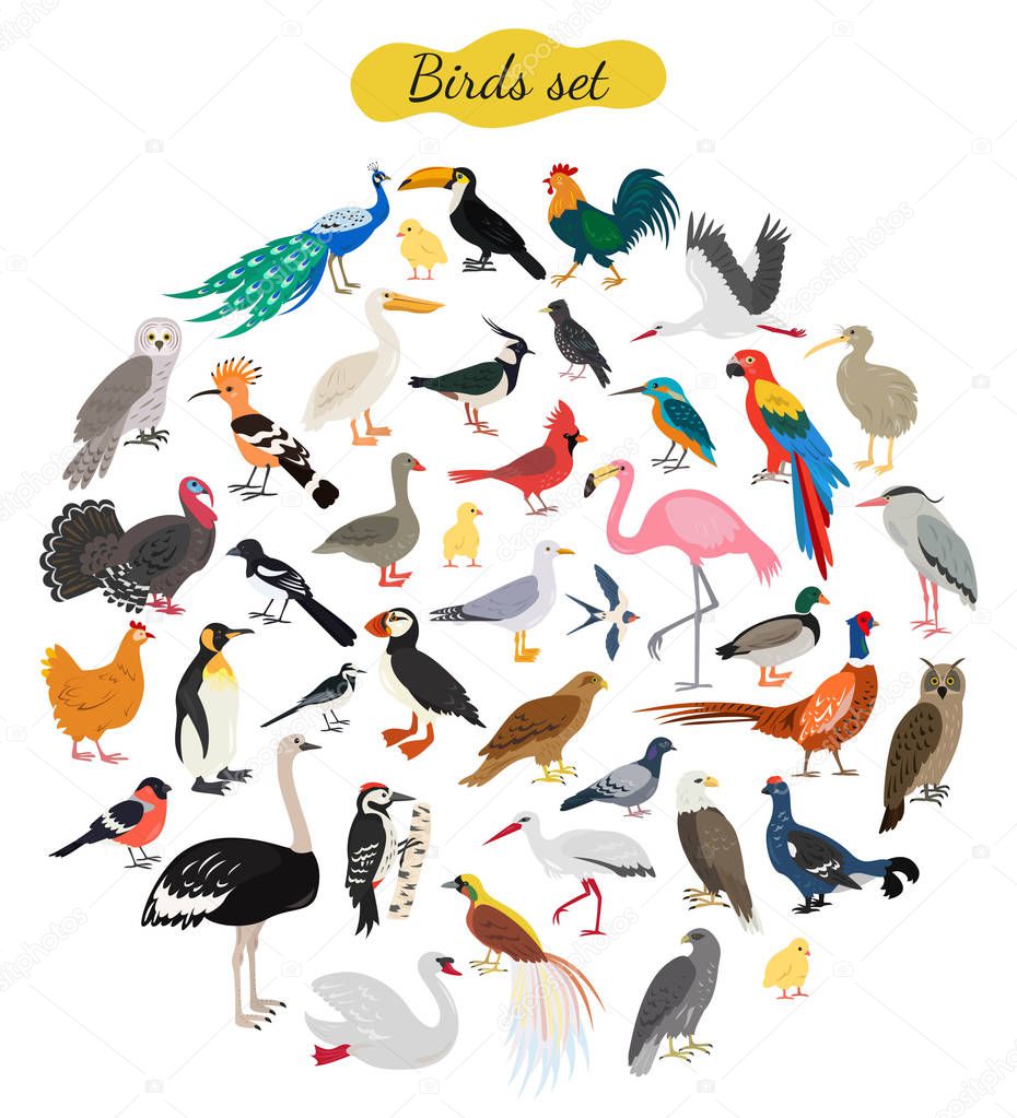 Set of birds on white background. Vector illustration.