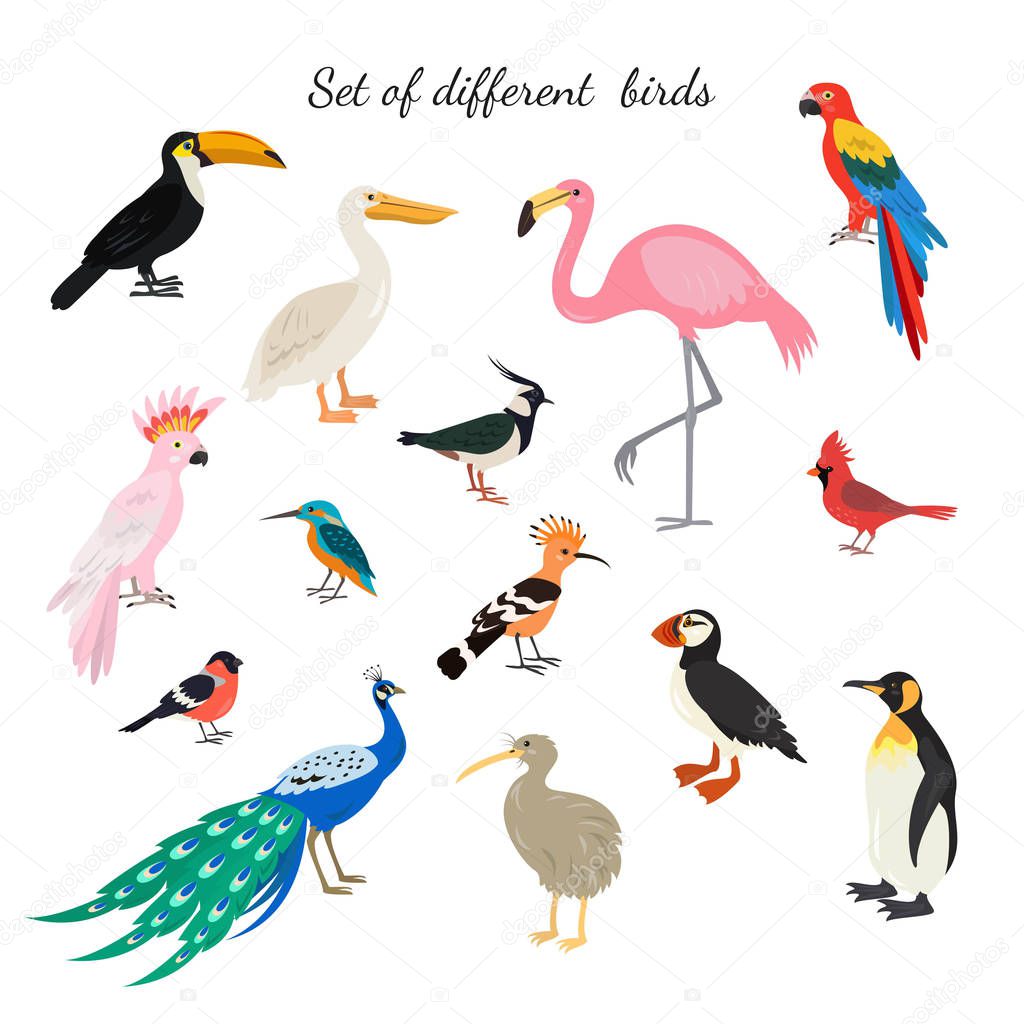 Set of birds on white background. Vector illustration.