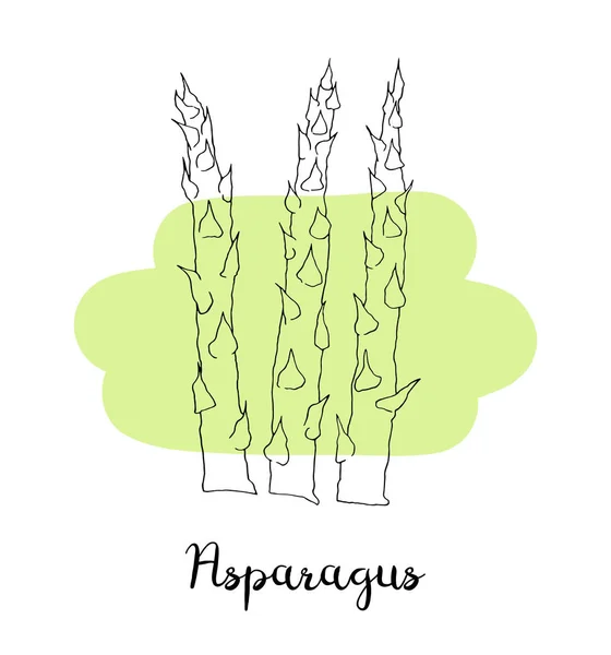 Sketch Asparagus Pada Latar Belakang Putih Ilustrasi Vektor - Stok Vektor