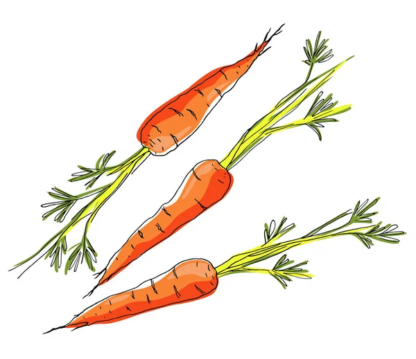 Sketch carrots on white background. Vector illustration.