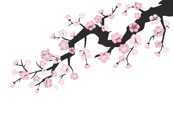 Kirschblüte, Sakura-Blüten auf weißem Hintergrund. — Stockvektor