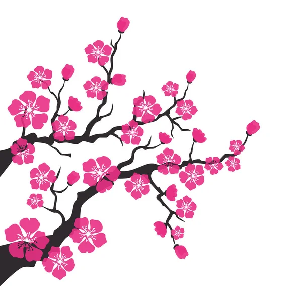 Flor de cerezo, flores de sakura sobre fondo blanco . — Vector de stock