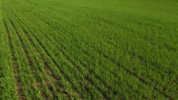 Grüne Feldlandschaft Antenne. landwirtschaftliches Feld vor blauem Himmel Lizenzfreies Stock-Filmmaterial