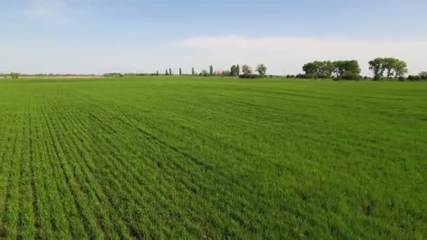 緑の野原の風景空中。青色の背景の空の農業分野 — ストック動画