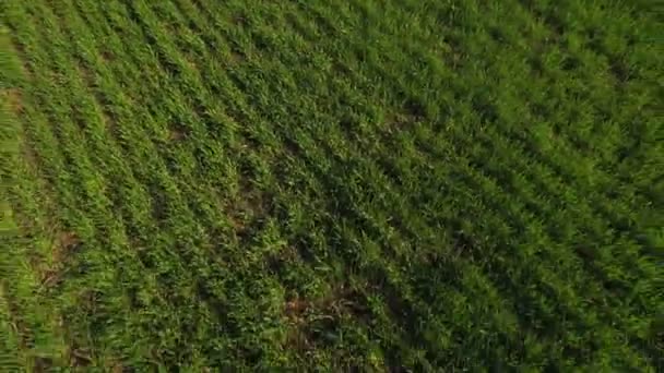 緑の野原の風景空中。青色の背景の空の農業分野 — ストック動画