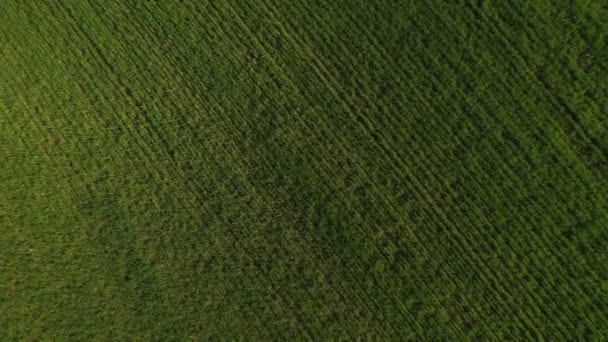 Campo verde paisaje aéreo. Campo agrícola sobre fondo cielo azul — Vídeo de stock