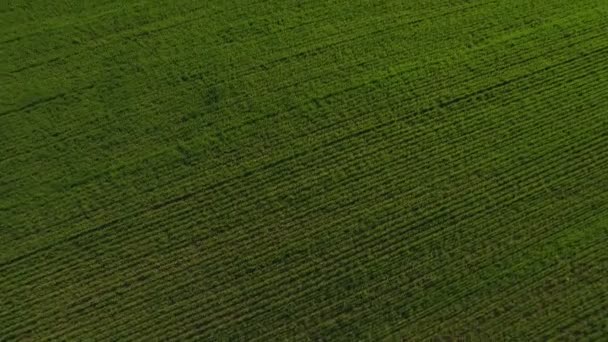 Champ vert paysage aérien. Champ agricole sur fond bleu ciel — Video