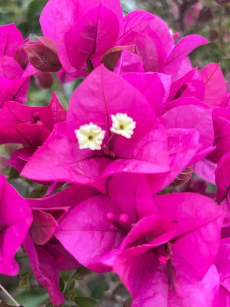Geniş pembe Bougainvillea çiçeklerine yakın plan, yoğun pembe taç yaprakları ve merkezdeki küçük beyaz çiçeklerin narin detayları, doğanın gür güzelliğini gözler önüne seriyor..
