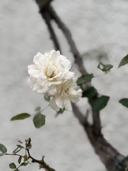 Yumuşak taç yapraklarını ve detaylı dokusunu vurgulayan, odak noktasında narin beyaz bir çiçek. Bulanık bir arka plan ruhani, rüya gibi bir dokunuş eklerken, yemyeşil canlı bir zıtlık yaratıyor, barış ve sükuneti çağrıştırıyor..