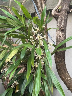 Narin çiçekleri ve koyu yeşil yaprakları olan yemyeşil bir orkide. Tropikal bir ortamda yetişiyor. Doğal bileşim, beyaz çiçek yaprakları ve ağaç gövdesi arasında barış ve sükuneti çağrıştıran canlı bir tezat olduğunu gösteriyor..