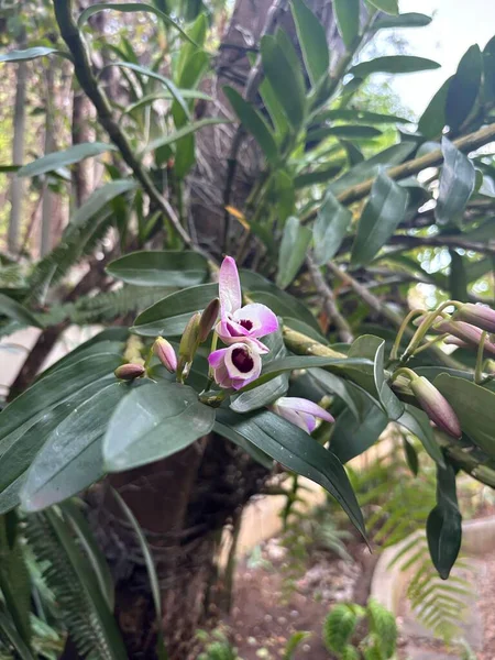 Arkasında yemyeşil yapraklar olan canlı bir tropikal bahçede muhteşem orkideler düzenlemesi. Çiçekler mor ve beyaz tonlarını sergiliyor, sükuneti ve doğal güzelliği çağrıştırıyor..