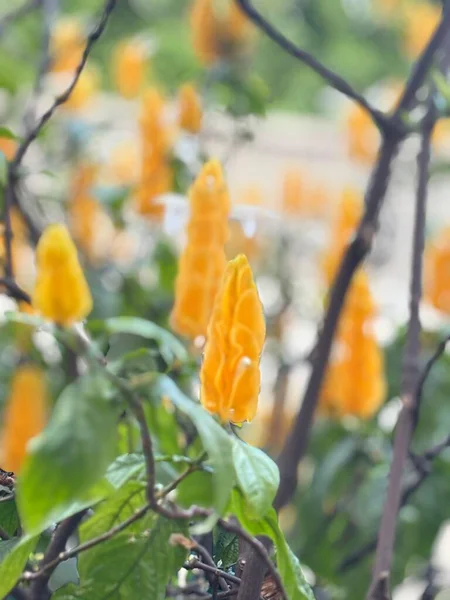 Yeşillik bitkilerde yetişen sarı koni şeklindeki çiçeklerin yakın çekimi. Bulanık arka plan, çiçeklerin canlı güzelliğini ön plana çıkarıyor. Açık havada sükunet ve doğal tazelik hissi uyandırıyor..