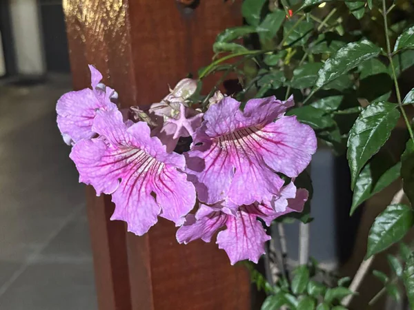 Narin detayları ve şarap tonlarında damarları olan pembe çiçeklerin ihtişamı, yumuşak gece ışığıyla aydınlatılmış, yeşil arka plan ve ahşap yapıyla çelişiyor. Kompozisyon dinginlik ve doğal güzellik yayar..