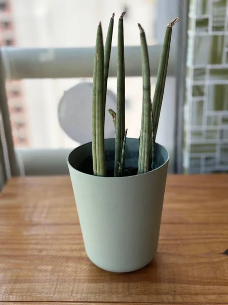 Modern bir saksıdaki yeşil bir bitki uzun, ince yeşil dikey yapraklara sahiptir. Zarif, minimalist çömlek açık ahşap bir masanın üzerinde oturuyor. Pencereden gelen doğal ışık yumuşak bir parıltı yaratıyor..