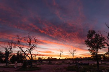 A magnificent sunrise with orange and pink streaked clouds above silhouetted trees and a warmly dressed woman running to take a photo at Paddabilla Bore near Cunnamulla in Queensland, Australia.