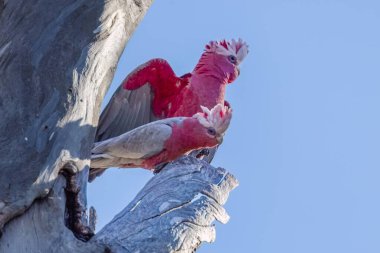A pair of galahs, pink and grey cockatoos, with fluffed up feathers, sitting together on the branch of a tree on the bank of Brigalow Creek in Meandarra in Queensland, Australia.