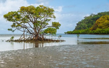 A beautifully shaped mangrove tree with its prop roots and a tiny mangrove side by side in rising tide in front of a verdant tropical headland at Cape Tribulation in North Queensland, Australia.