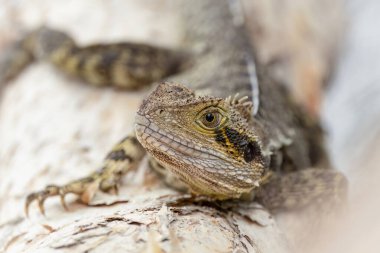 Closeup of an Eastern Water Dragon showing intricate reptilian detail and selective focus as this lizard basks on a tree trunk at Robina canal on the Gold Coast in Queensland, Australia.