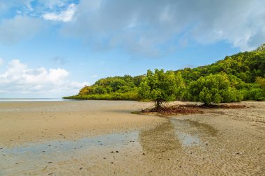 Two red mangroves with their prop or stilt roots, stand isolated on a tropical beach with a headland covered in tropical forest in the background in the Daintree rainforest in Queensland, Australia.
