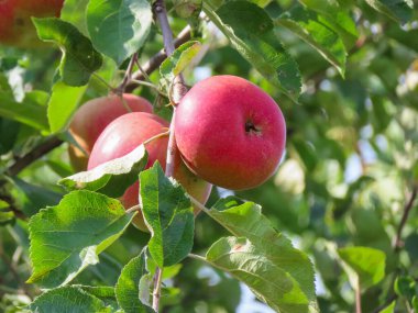 Yaz bahçesinde yeşil yaprakları olan bir ağaç dalında yetişen olgun kırmızı elmalara yakın.